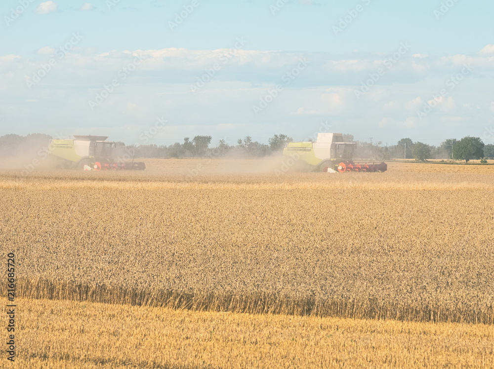 Fototapeta premium Wheat Harvesting with Combine Harvesters