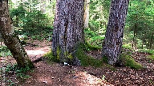 4K footage hiking through the woods in summer