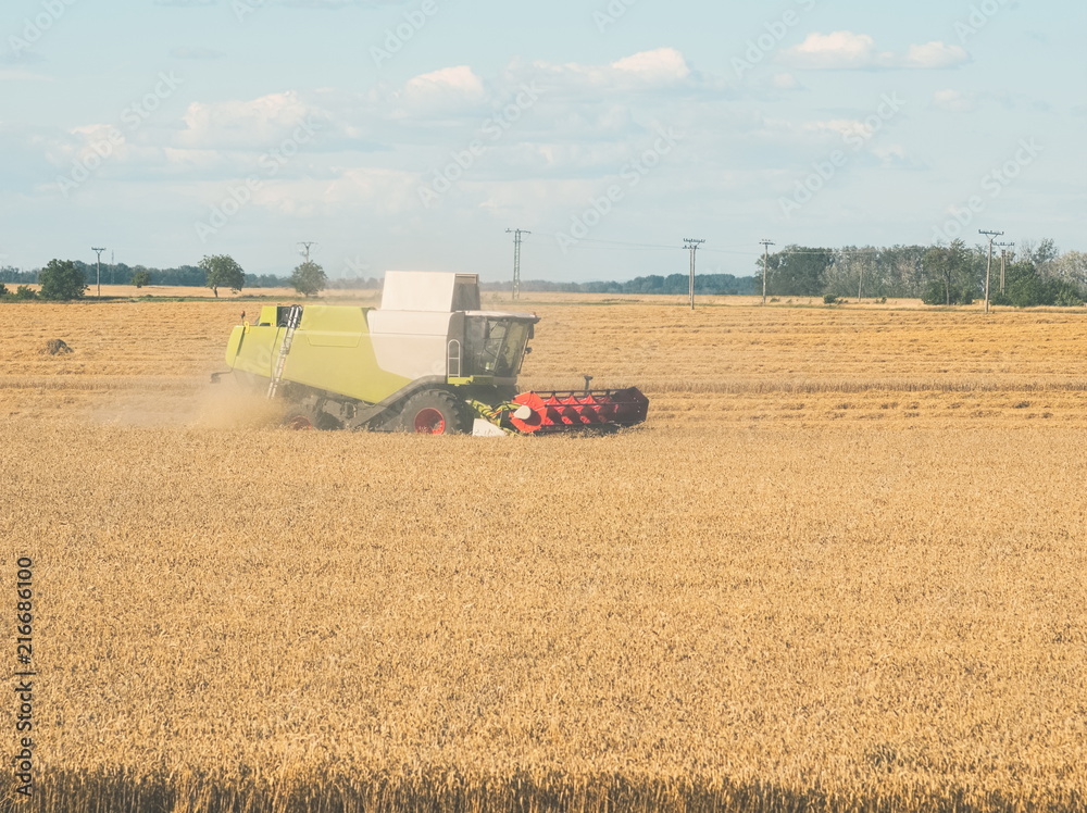 Fototapeta premium Wheat Harvesting with Combine Harvester