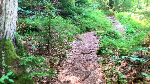4K footage hiking through the woods in summer