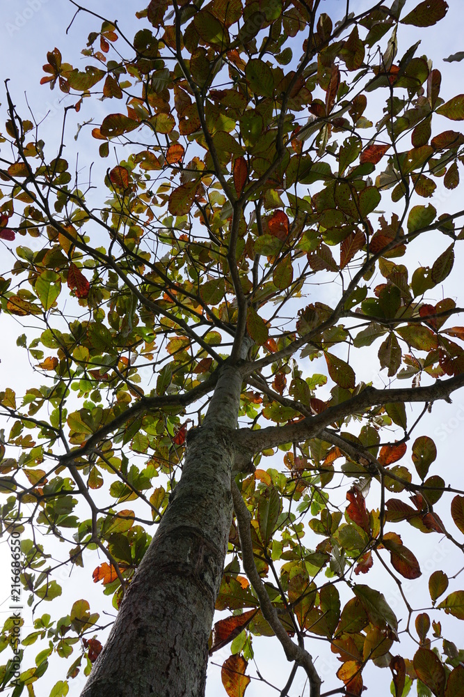 Fototapeta premium Tree