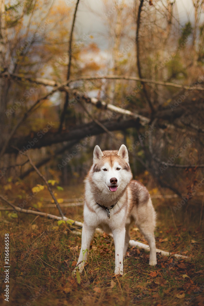Portrait of free and wise Siberian Husky dog standing in the bright enchanting fall forest