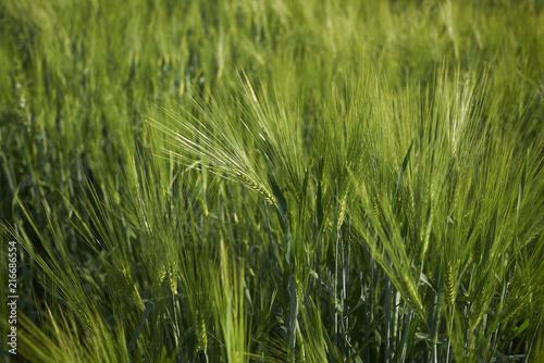 Hordeum vulgare