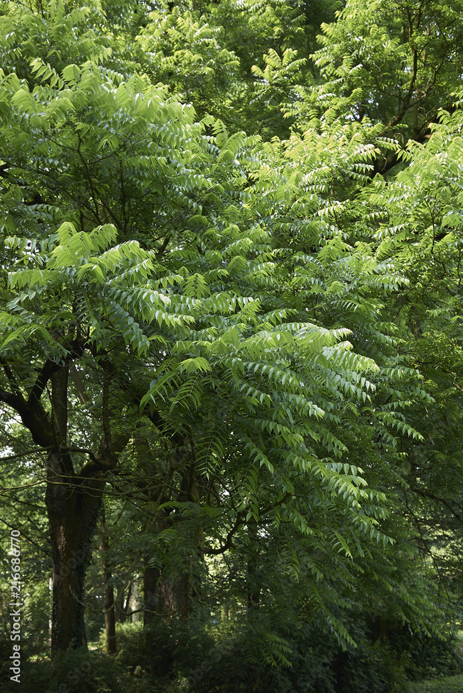 Juglans nigra Juglans nigra