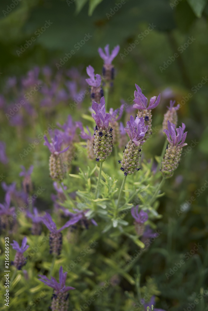 Obraz premium Lavandula stoechas