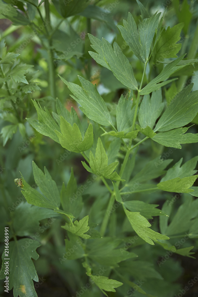 Obraz premium Levisticum officinale
