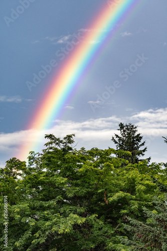 rainbow in the trees © Lindy Martin