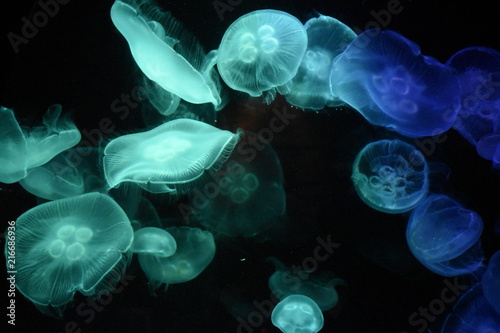 Jellyfishes © Jessica