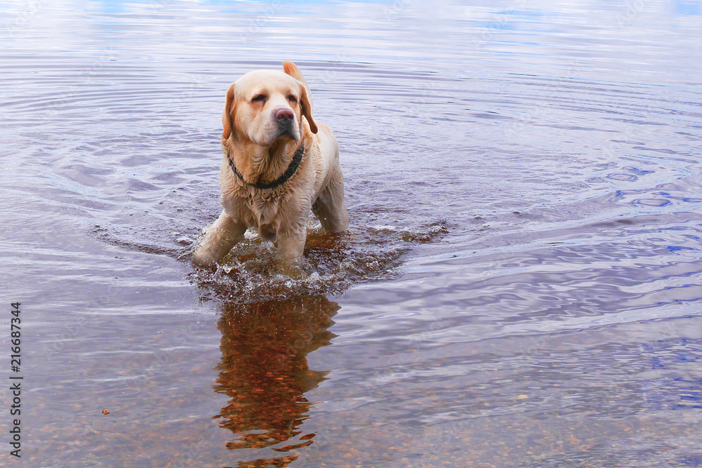 golden labrador retriever walking shallow water in lake, copy space
