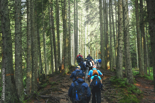 big group of hikers on the mountain trail in the Carpathian forest. teambuilding in the hike, corporate events. Team building outdoor in the forest photo