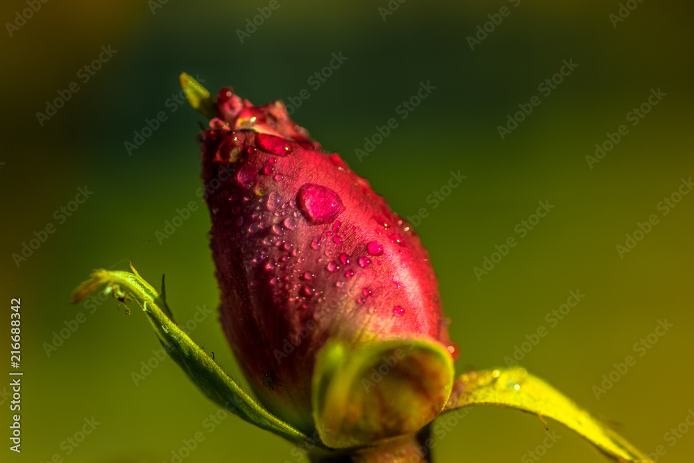 Capullo rosa sobre fondo verde. Flor con gotas de rocio. Capullo rosa sobre fondo verde. Flor con gotas de rocio.
