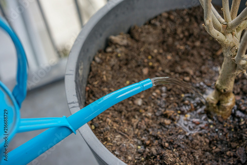 Wallpaper Mural blue watering can with dry plant in flower pot Torontodigital.ca
