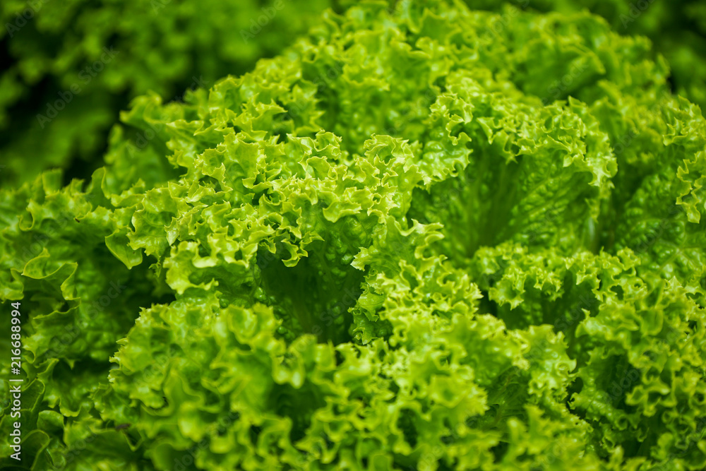 fresh green lettuce leaves for salad, lactuca sativa