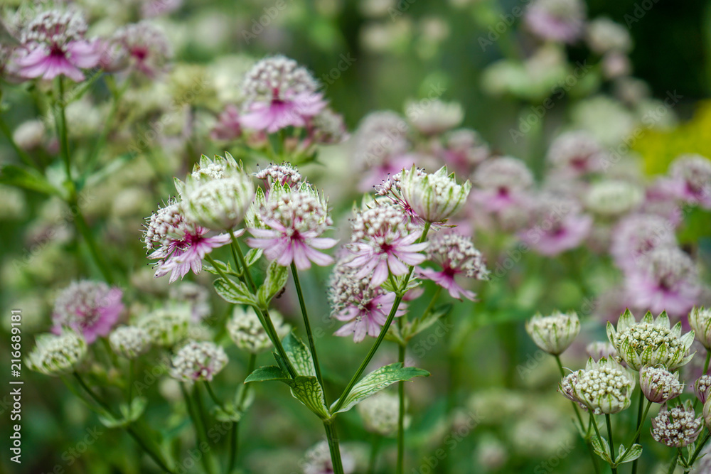 Great masterwort flowers,. Astrantia major, blooming in a garden Great masterwort flowers,. Astrantia major, blooming in a garden