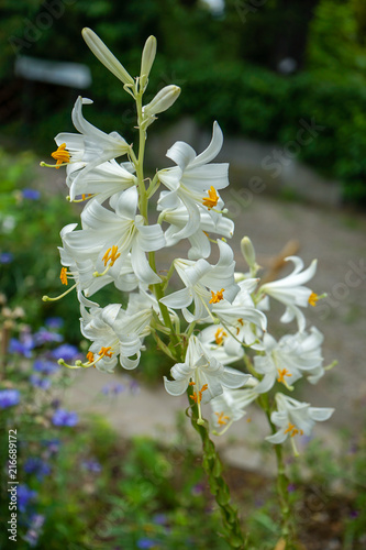 Glorious Lilium candidum, Madonna Lily a plant in the genus Lilium photo