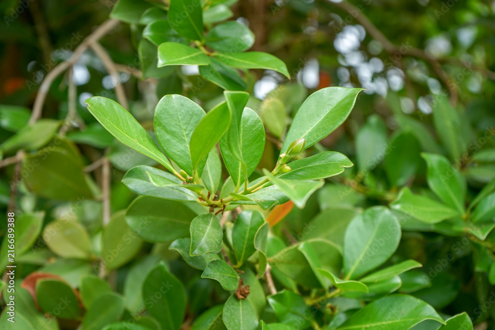 Leaves of the guava tree, Psidium guineense, belonging to the family of the Myrtaceae home in south america