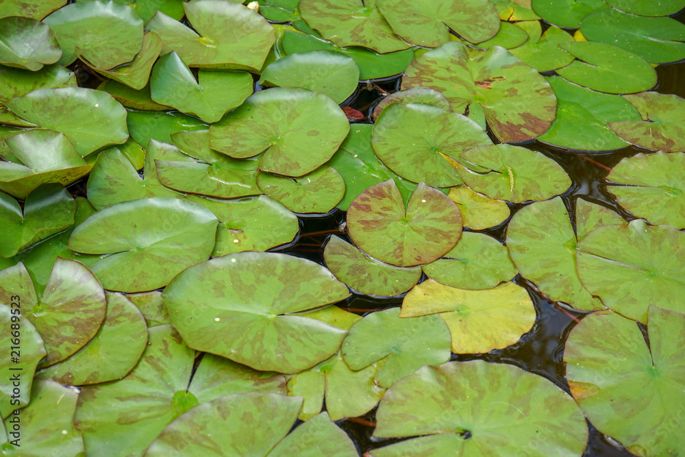 Lily pads on the water surface of a pond Lily pads on the water surface of a pond