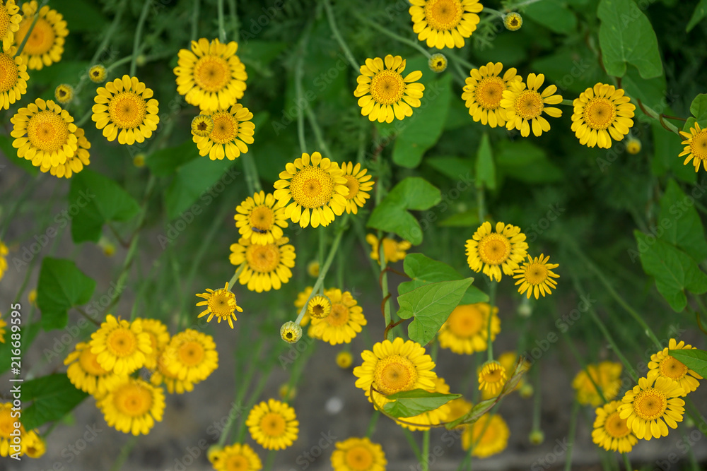 Marguerite Daisy Yellow Flower, Anthemis Tinctoria Kelwayi Marguerite Daisy Yellow Flower, Anthemis Tinctoria Kelwayi