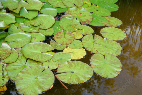 Lily pads on the water surface of a pond