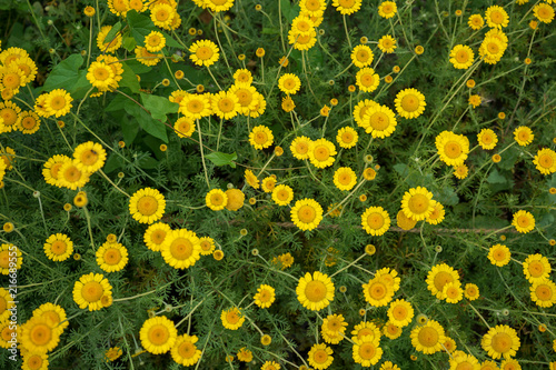 Marguerite Daisy Yellow Flower, Anthemis Tinctoria Kelwayi photo