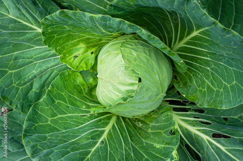 organic cabbage salad head, brassica olearaceae