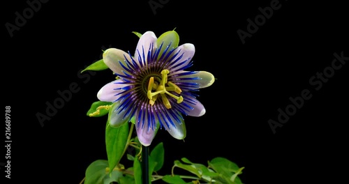 Timelapse  of passion flower blooming on a black background photo