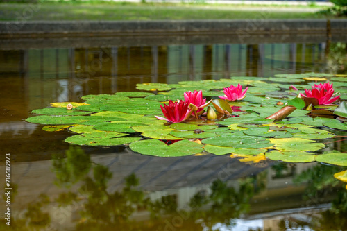 red water lily flower in pond, nymphaea alba photo