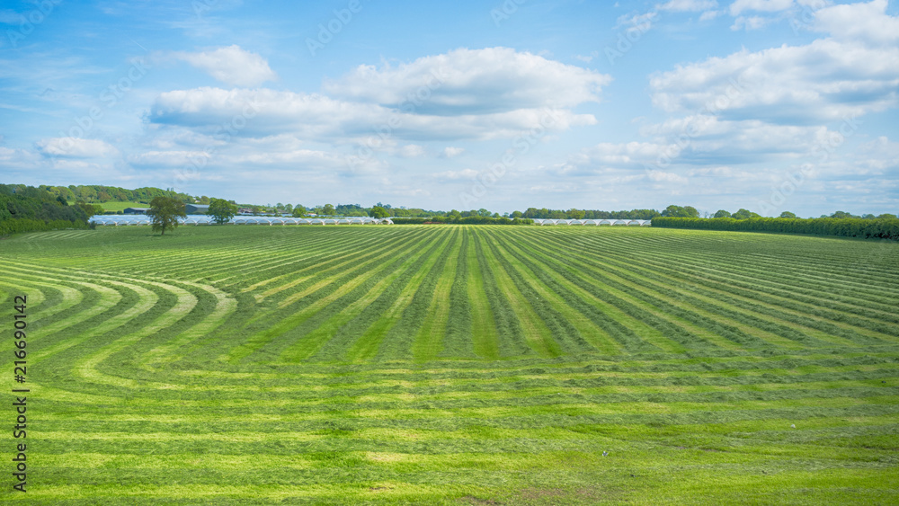 Green Meadow Grass Field
