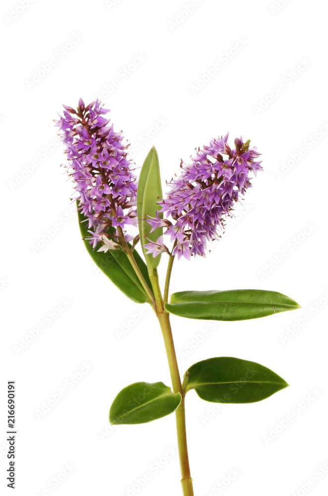 Fototapeta premium Hebe flowers and foliage