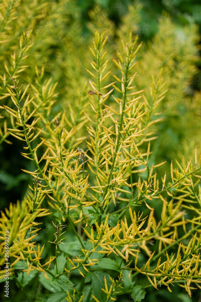 Yellow Flowers of herb barbara, bittercress, or Barbarea vulgaris in garden Yellow Flowers of herb barbara, bittercress, or Barbarea vulgaris in garden