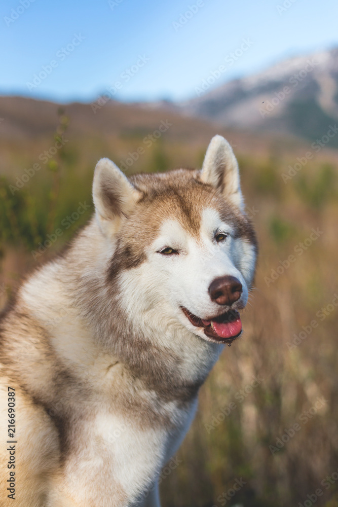 Close-up Portrait of smiley beige and white Siberian Husky dog in the forest on mountains background.