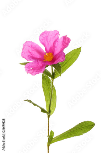 Pink rock-rose flower
