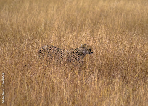 cheeta