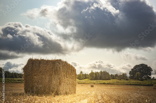A bale of wheat straw in a field taken from the corner with a field of trees and big puffy clouds in the background and the glow of the morning sun around the bale.