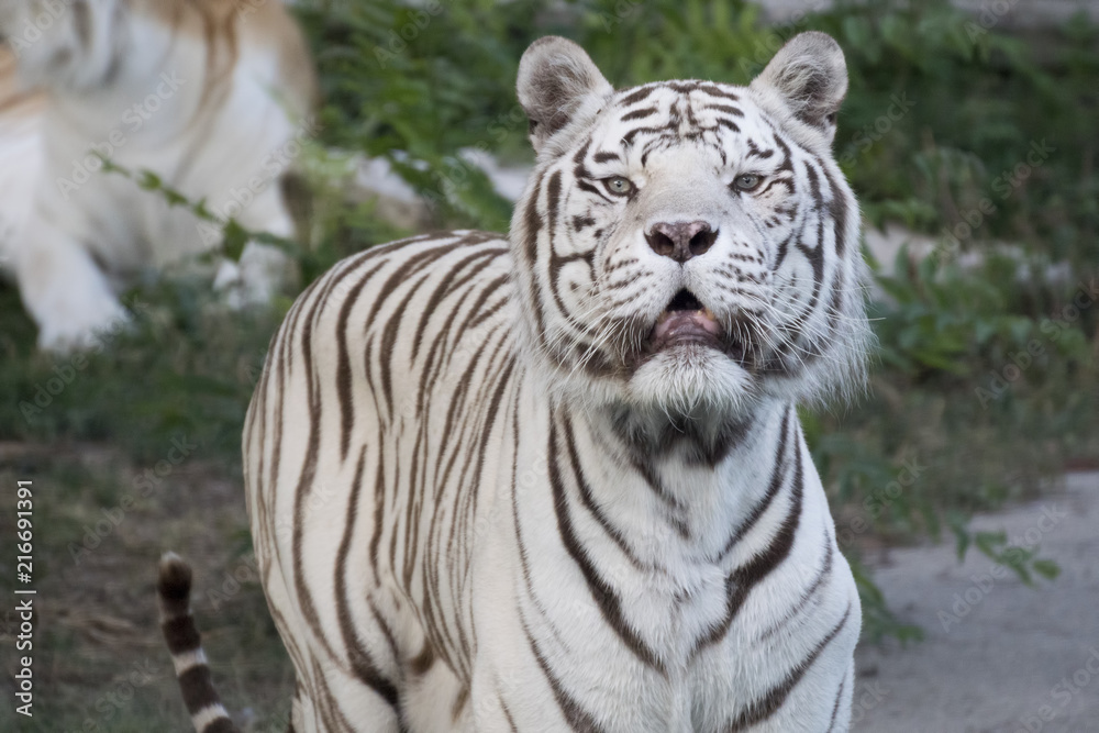 Naklejka premium Tigrede bengala blanco macho