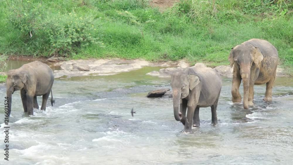 herd of elephants crosses the river herd of elephants crosses the river