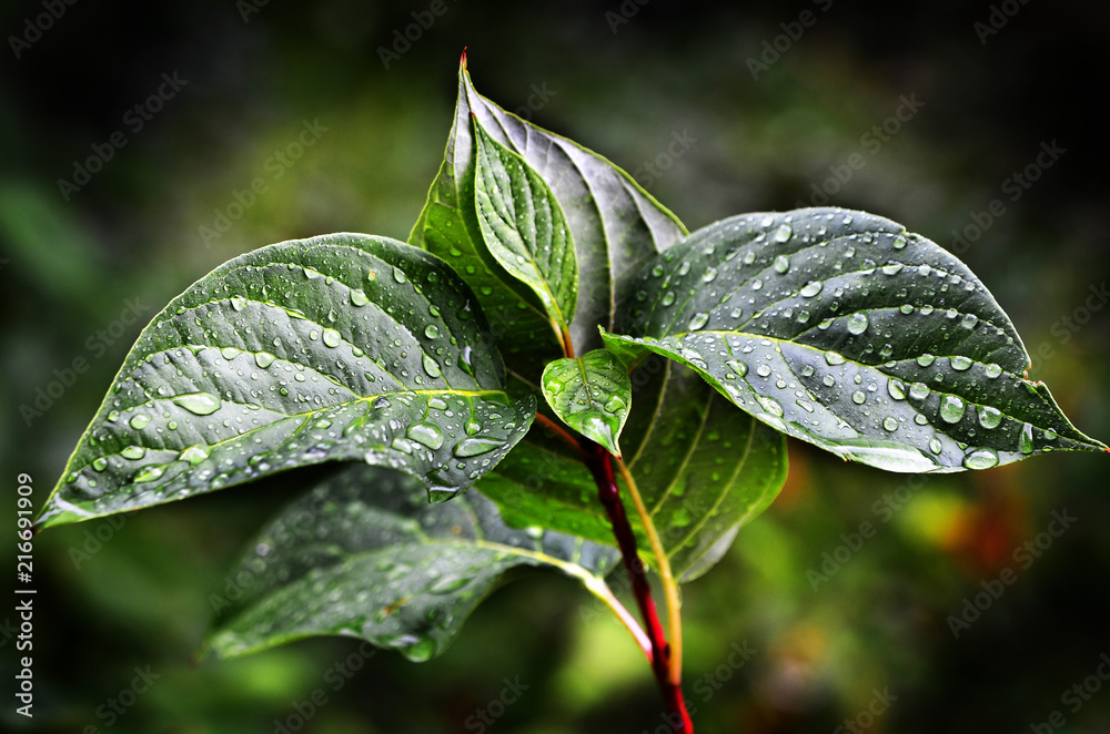Leaves and Plants in Rainstorm Leaves and Plants in Rainstorm