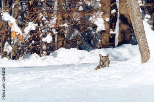 Young italian wolf (canis lupus italicus) in maritime alps natural park (Piedmont, Italy), walking in the snow