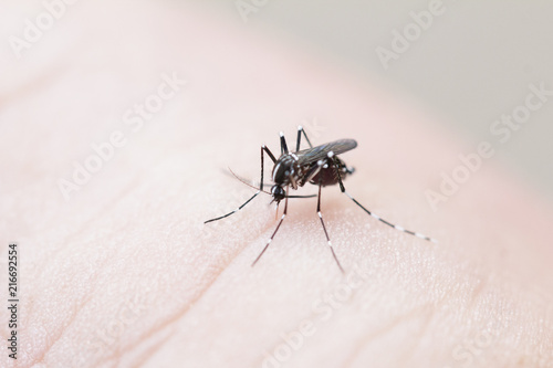 Mosquito Dengue haemorrhagic fever And diseases.danger For everyone © photosky99