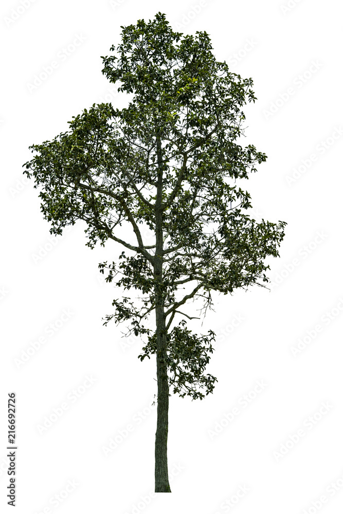 Obraz premium Isolated Trees on white background with clipping path. .For golf course, park or garden decorative.