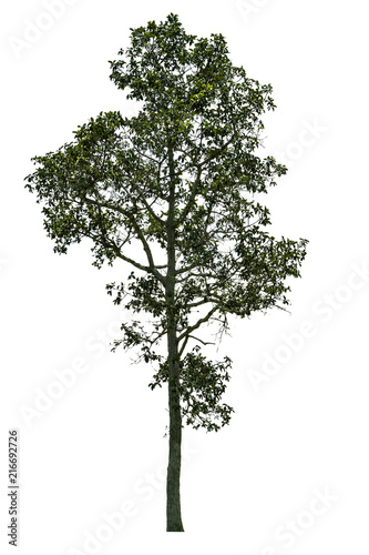 Isolated Trees on white background with clipping path. .For golf course  park or garden decorative.
