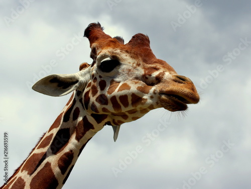 Głowa żyrafy na tle zachmurzonego nieba wysoko nad fotografem