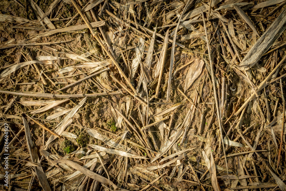 Dry bamboo leaf on the floor Dry bamboo leaf on the floor