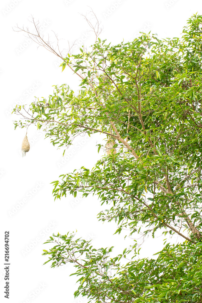 Obraz premium Tree isolated on white background