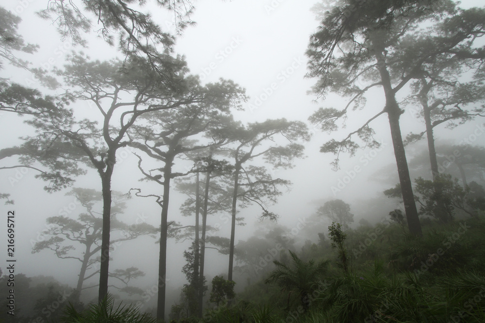 Pine Tree (Pinus merkusii) in the mist of cold - obrazy, fototapety, plakaty 