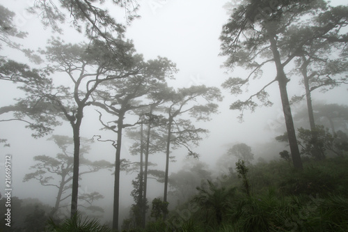 Pine Tree  Pinus merkusii  in the mist of cold