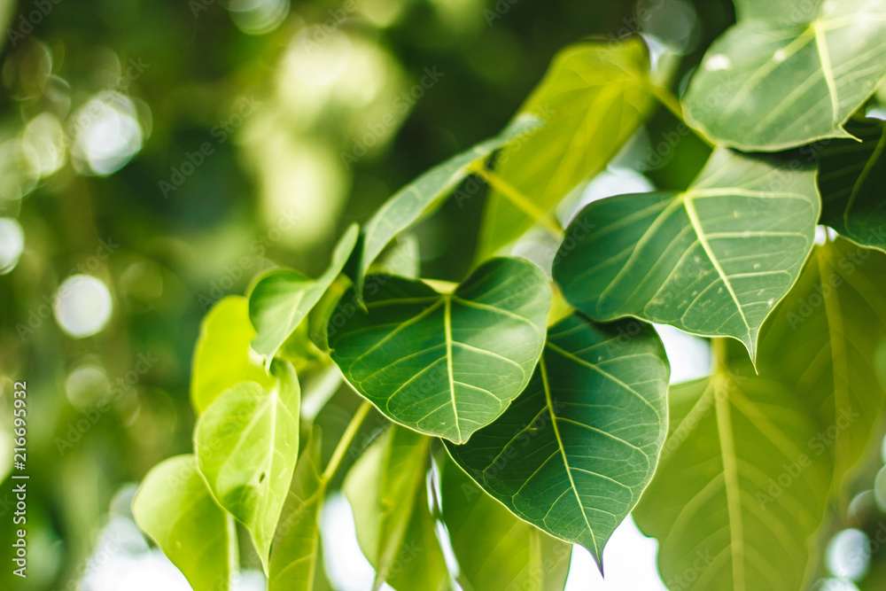 Obraz premium Pho tree leaf