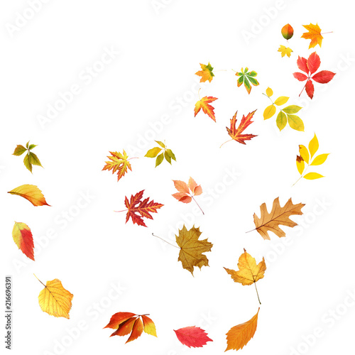 Swirl of beautiful autumn leaves on white background