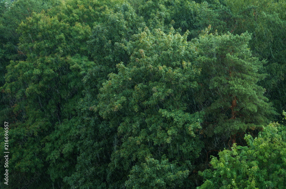 Canopy Canopy