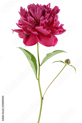 Fototapeta Naklejka Na Ścianę i Meble -  Beautiful peony flower isolated on a white background